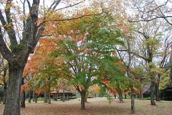 市町村の森