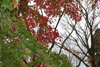 市町村の森