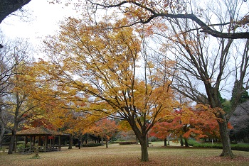 市町村の森