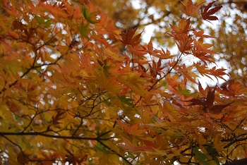市町村の森