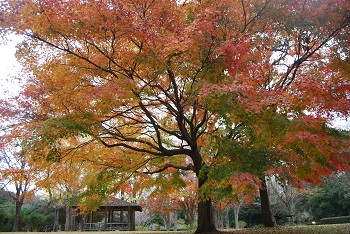市町村の森