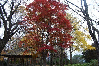 市町村の森