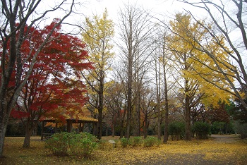 市町村の森
