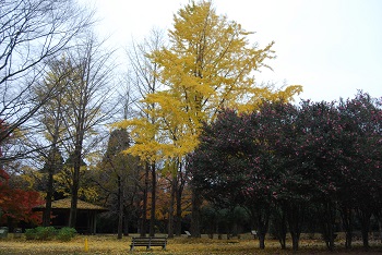 市町村の森