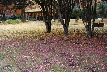 市町村の森