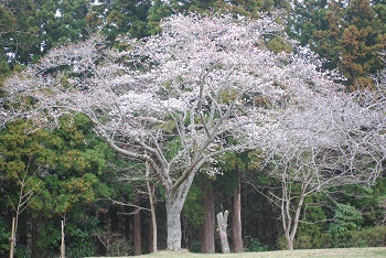 お花見広場奥