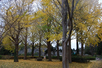 お花見広場手前