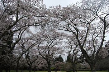 お花見広場
