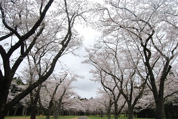 お花見広場