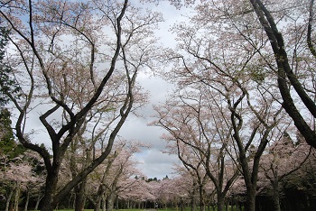 お花見広場