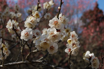 一重咲きの白梅