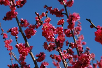 一重咲きの濃い紅梅
