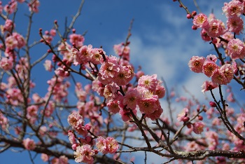 八重咲きの紅梅