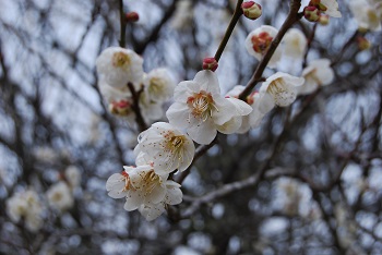 一重咲きの白梅