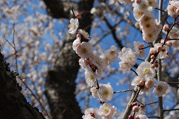 八重咲きの薄ピンク