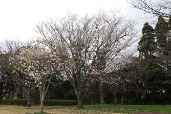 太陽の広場