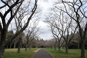 お花見広場