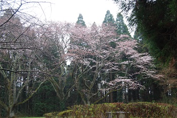 お花見広場（トイレ奥）