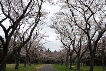 お花見広場