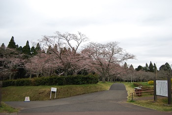 お花見広場