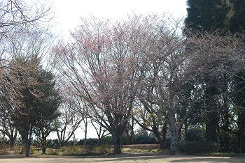 太陽の広場