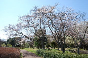 市町村の森