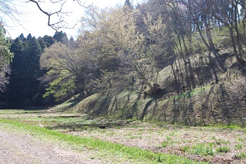 カタクリ