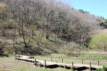 カタクリ