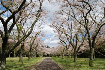 お花見広場
