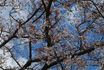 お花見広場