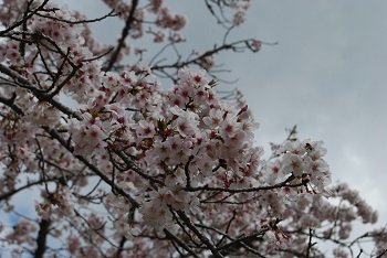 お花見広場