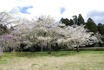 お花見広場