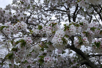 お花見広場