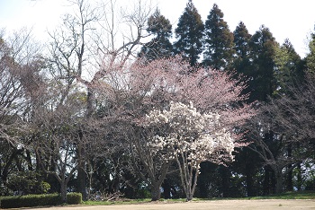 太陽の広場