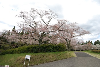 お花見広場