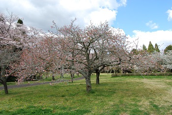 お花見広場