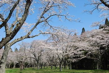 お花見広場