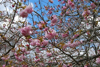 お花見広場