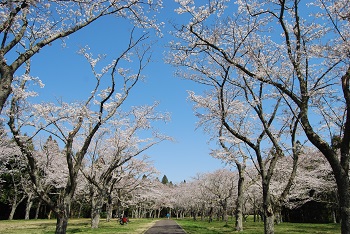 お花見広場