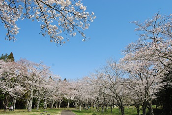 お花見広場