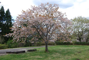 市町村の森奥