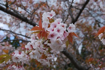 市町村の森奥