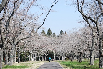 お花見広場