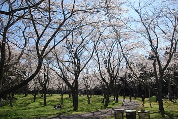 お花見広場