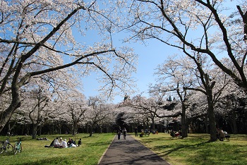 お花見広場