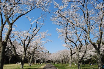 お花見広場