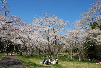 お花見広場