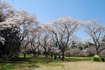 お花見広場
