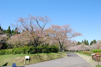 お花見広場入口