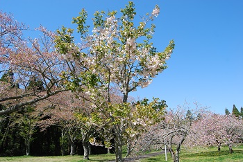 お花見広場